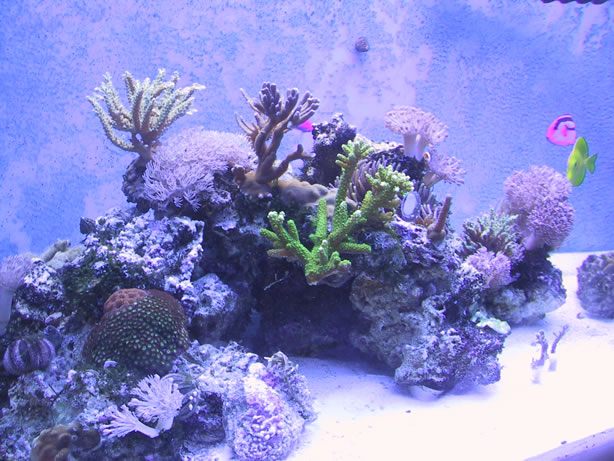 sps on left with some soft corals