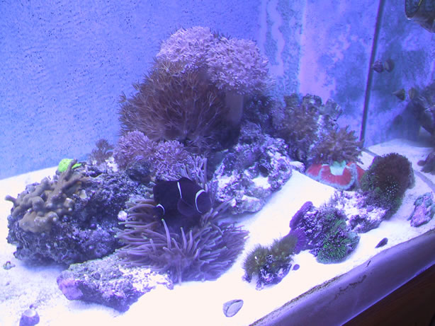 soft corals and anemone on right