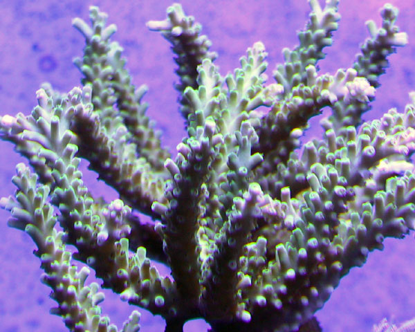 Green Acropora. Note corallite growth.