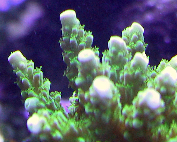 Green Slimer Acropora. Note new growth on tips. Lighter in color than body of Acropora