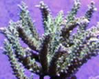 Green Acropora. Note corallite growth. (91kb)