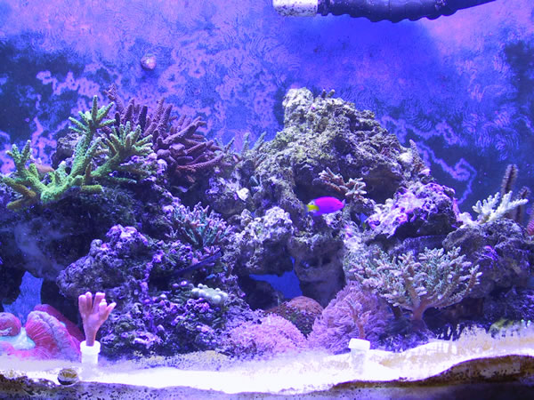 Can't wait to see what these sps corals will look like in a year!
