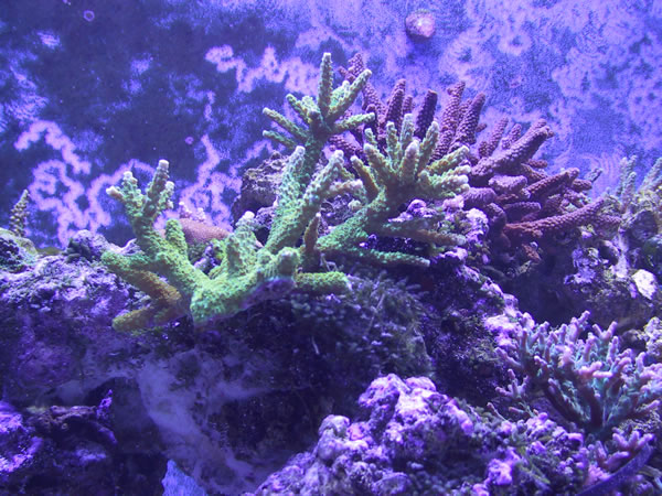 Green slimer in front of purple Acropora humilis
