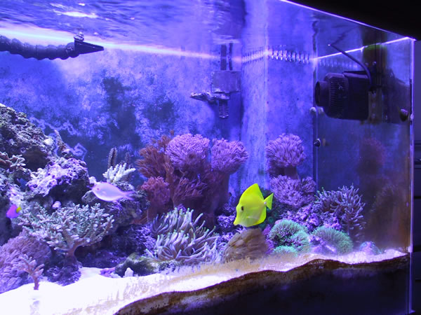 Soft coral and anemone section of tank. Maxi-Jet 1200 and Tunze Turbelle Stream 6080 are on fulltime.