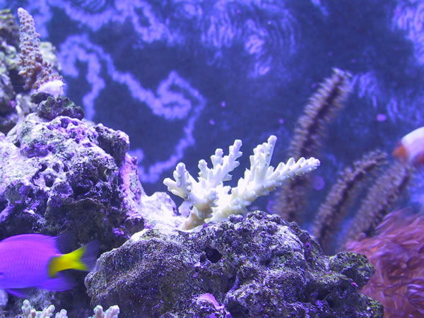 Yellow Acropora with fluorescent yellow polyps. Some purple hue to tips.