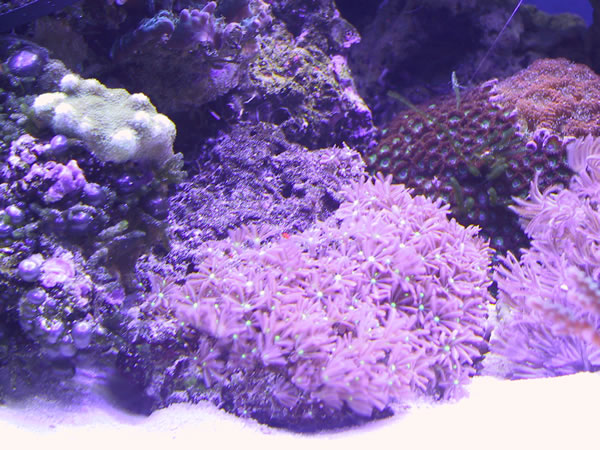 Flowering polyps. Encrusting lime green coral on left.