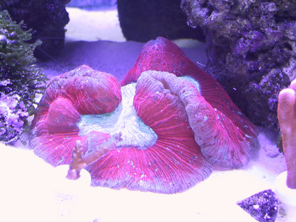 Red Open Brain Coral.