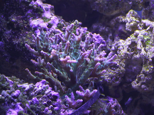 Dark jade green with lavender tip Acropora. Coloring up and growing very well under 175 watt 10K metal halides.