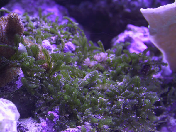 If anyone knows what will eat this macroalgae, please e-mail me!!!