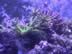 Green slimer in front of purple Acropora humilis (155kb)