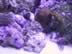 Purple zoos from Dieselman (146kb)