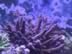 Purple Acropora humilis with light blue polyps. (141kb)