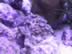 Dieselman purple zoos (115kb)