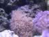 Flowering Star Polyps (93kb)