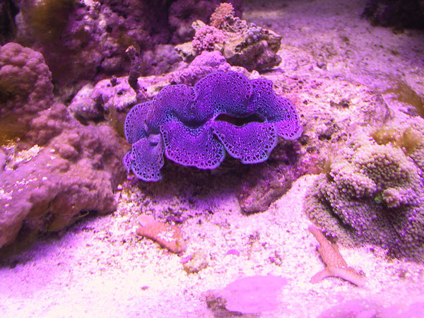 Tridacna maxima clam with Ricordea