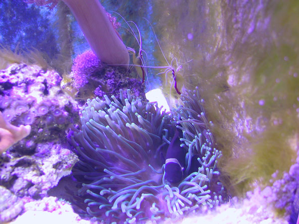 Two cleaner shrimps and anemone