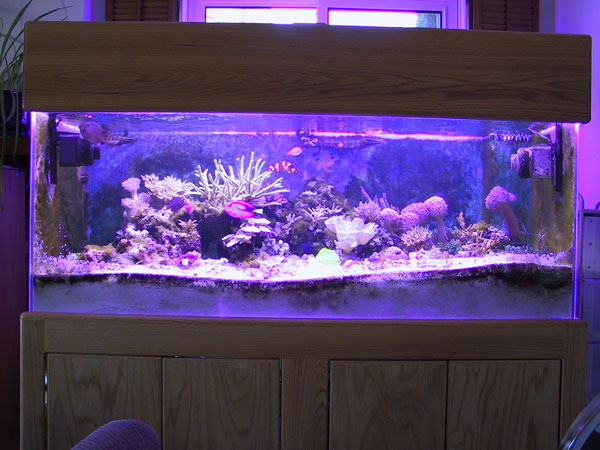 Full tank view. Note two Tunze Turbelle Stream 6080s on either side of tank.
