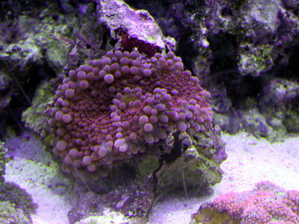 Pink-red Ricordea from Aquatic Gallery in Milpitas, CA. Hot pink Ricordea from Blowfish Aquatics.