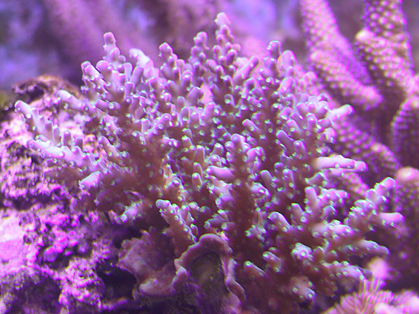 Light purple with fluorescent aquamarine polyps
