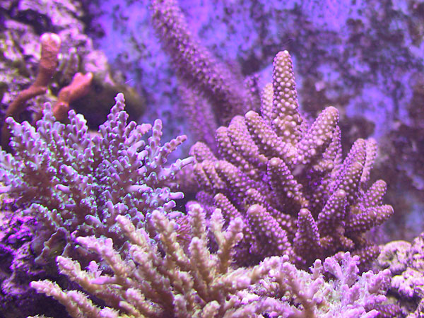 Purple with blue polyps and fluorescent green tips on right.