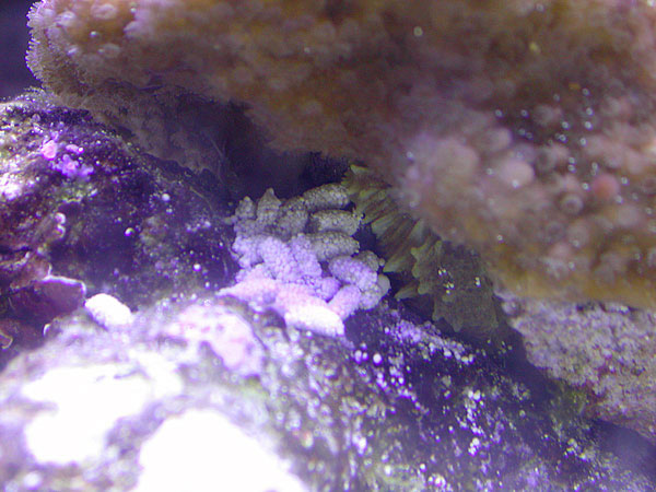 Closeup of sea cucumber feces - notice sea cucumber to right.
