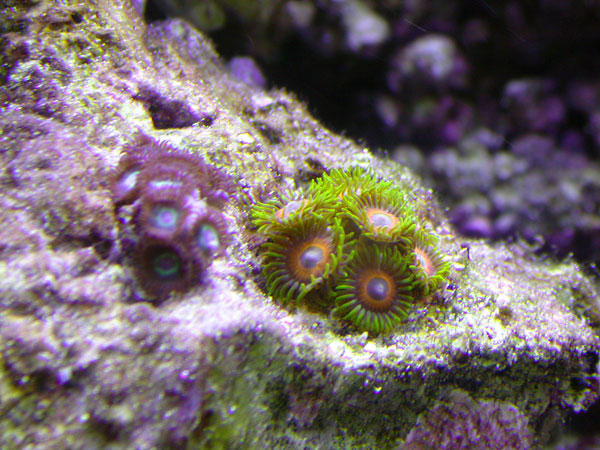 Zoanthids from Reefdream