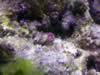 Pink zoanthids from Reefdream (103kb)