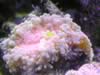 Pink ricordea yuma (85kb)