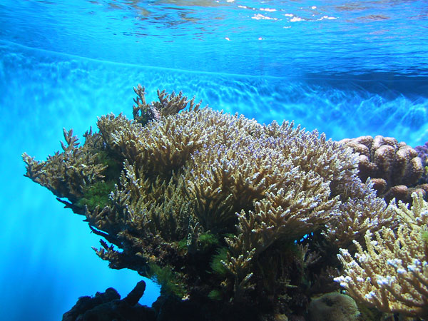 Look at the size of this Acropora colony!