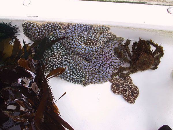 Interesting pattern on the back of a seastar