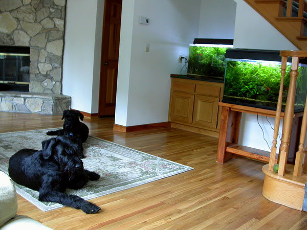 Two giant schnauzers and two aquariums