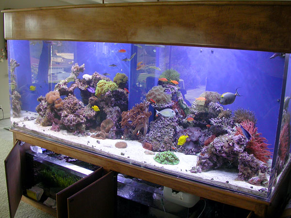500 gallon 8' x 3' x3' reef aquarium