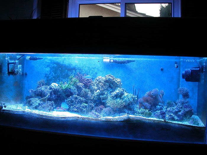 Front view of tank with Reeftec PE-1 on left and Stream 6080 on right. Both are angled toward the back middle of the tank.