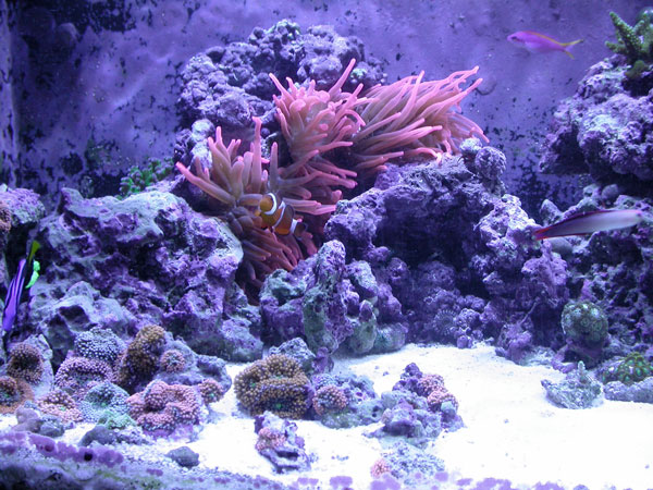 Red Bubble-tip anemone in the back