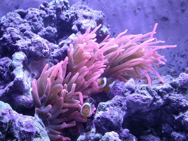Happy clownfish