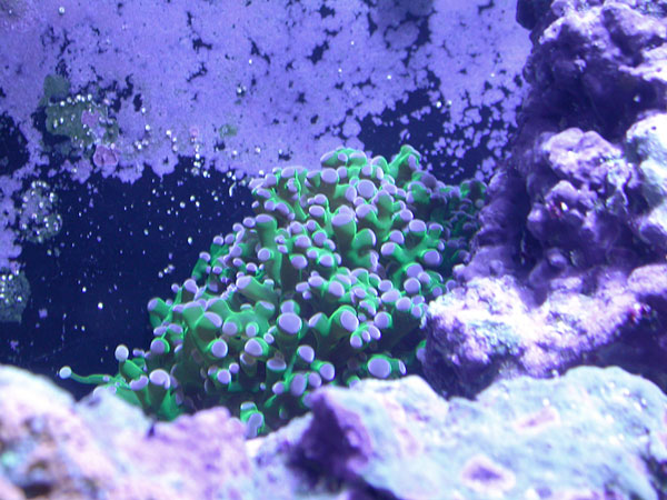Bright green hammer coral