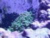 Bright green hammer coral (85kb)